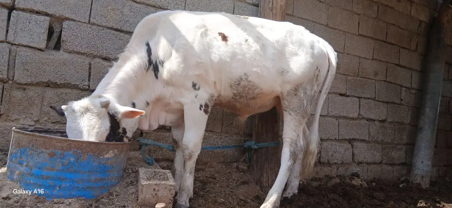گاو نر|حیوانات مزرعه|سوسنگرد, |دیوار