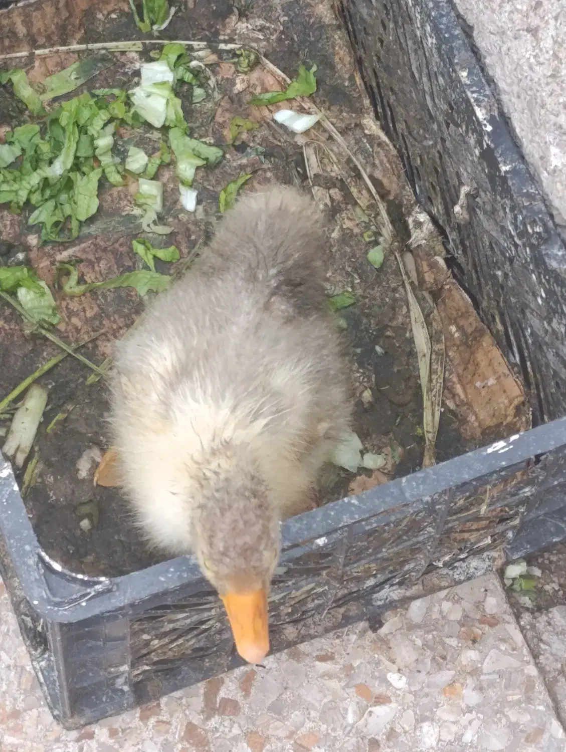 غاز|حیوانات مزرعه|لوندویل, |دیوار