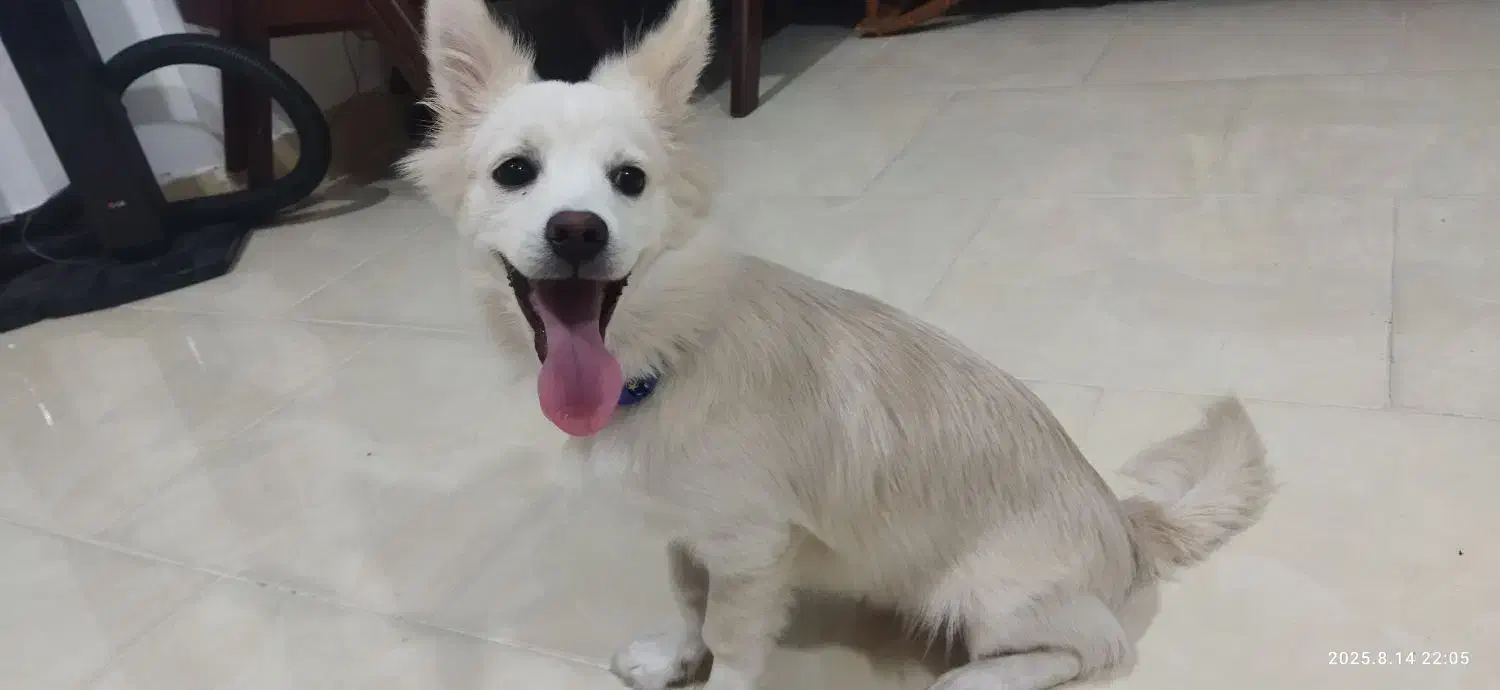 سگ پامر اشپیتز|سگ|قشم, |دیوار