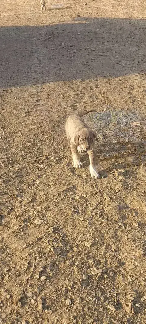 سگ پژدر|حیوانات|کلاترزان, |دیوار