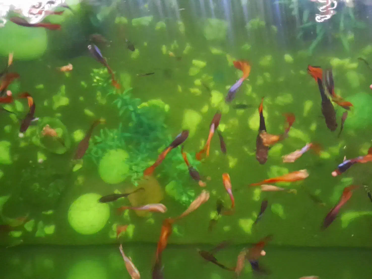 ماهی کوپی|ماهی|مشهد, نوید|دیوار