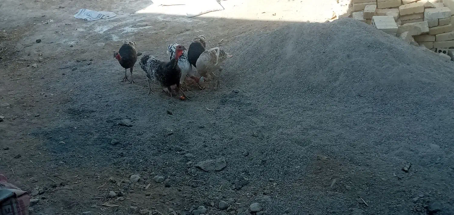 باسلام واحترام هفت عدد بوقلمون ب خاطر کم بود جا|حیوانات مزرعه|درب گنبد, |دیوار