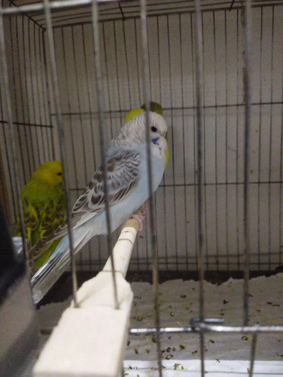 مرغ‌عشق‌انگلیسی|پرنده|قم, حنیف نژاد|دیوار