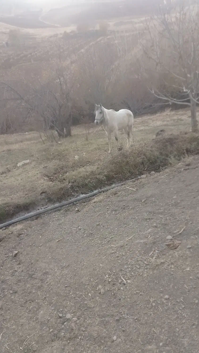 اسب|اسب و تجهیزات اسب‌سواری|سنندج, |دیوار