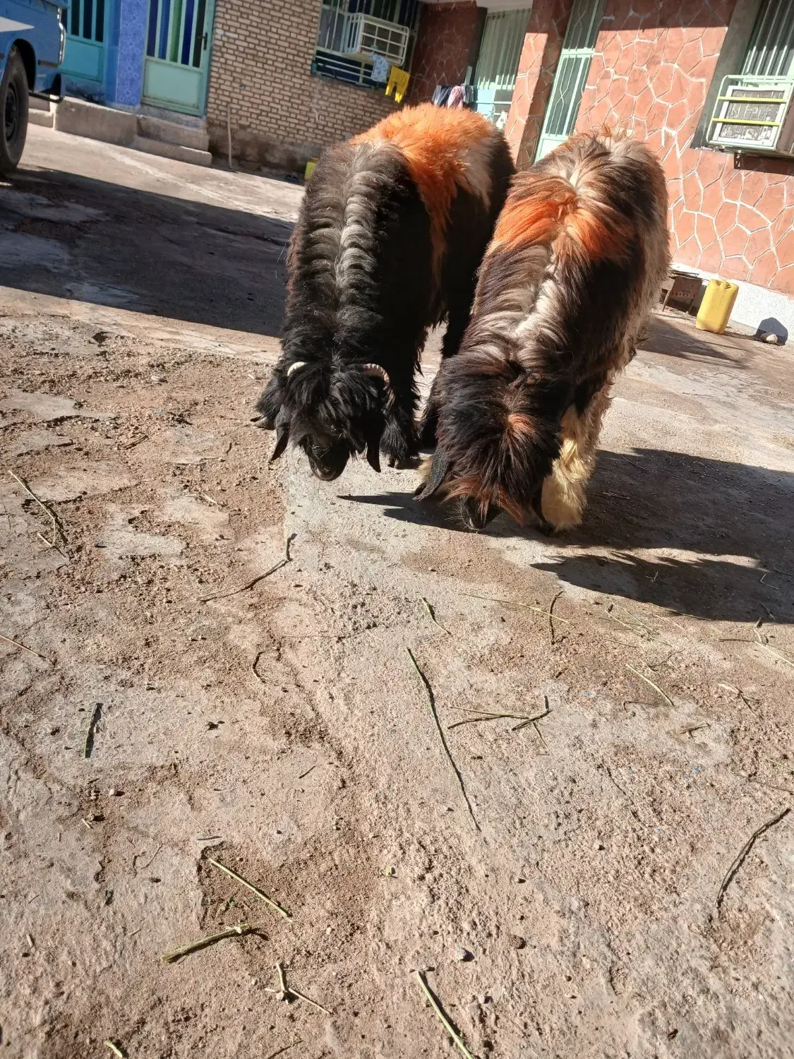 کوه تخمی|حیوانات مزرعه|گتوند, |دیوار