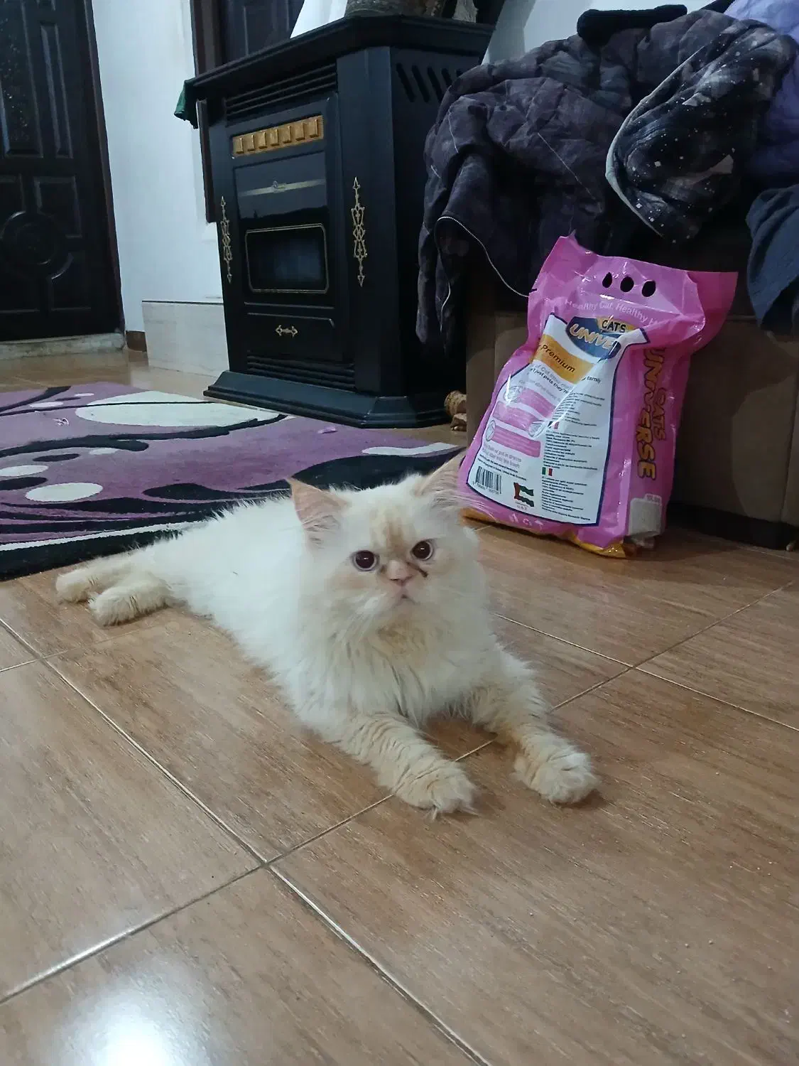 گربه|گربه|رشت, کوی قدس|دیوار