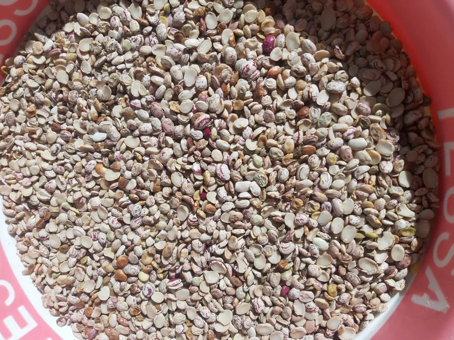 لوبیای آشی|خوردنی و آشامیدنی|صدرا-فارس, فاز ۱|دیوار