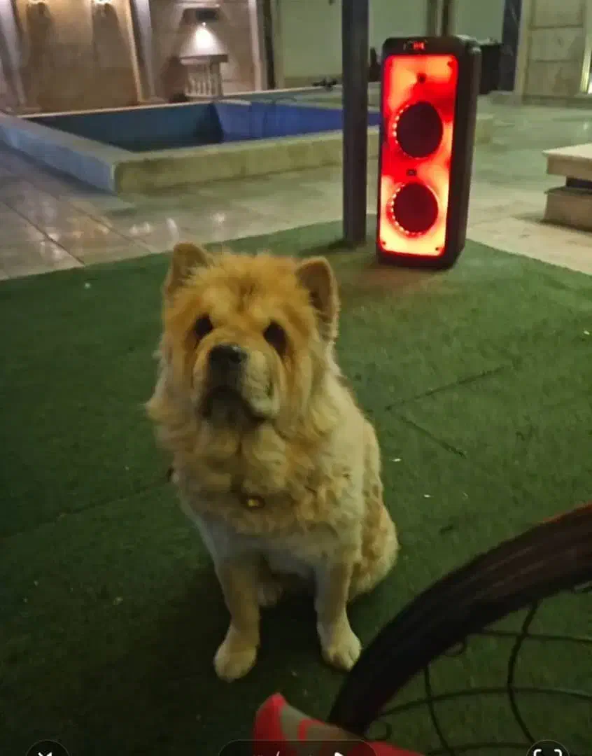 گمشده مژدگانی داده میشود|سگ|اصفهان, مفتح|دیوار