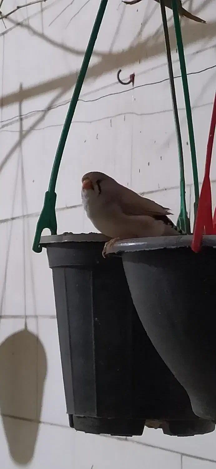 فنچ رنگ پاستیل|پرنده|اهواز, منازل کارون|دیوار