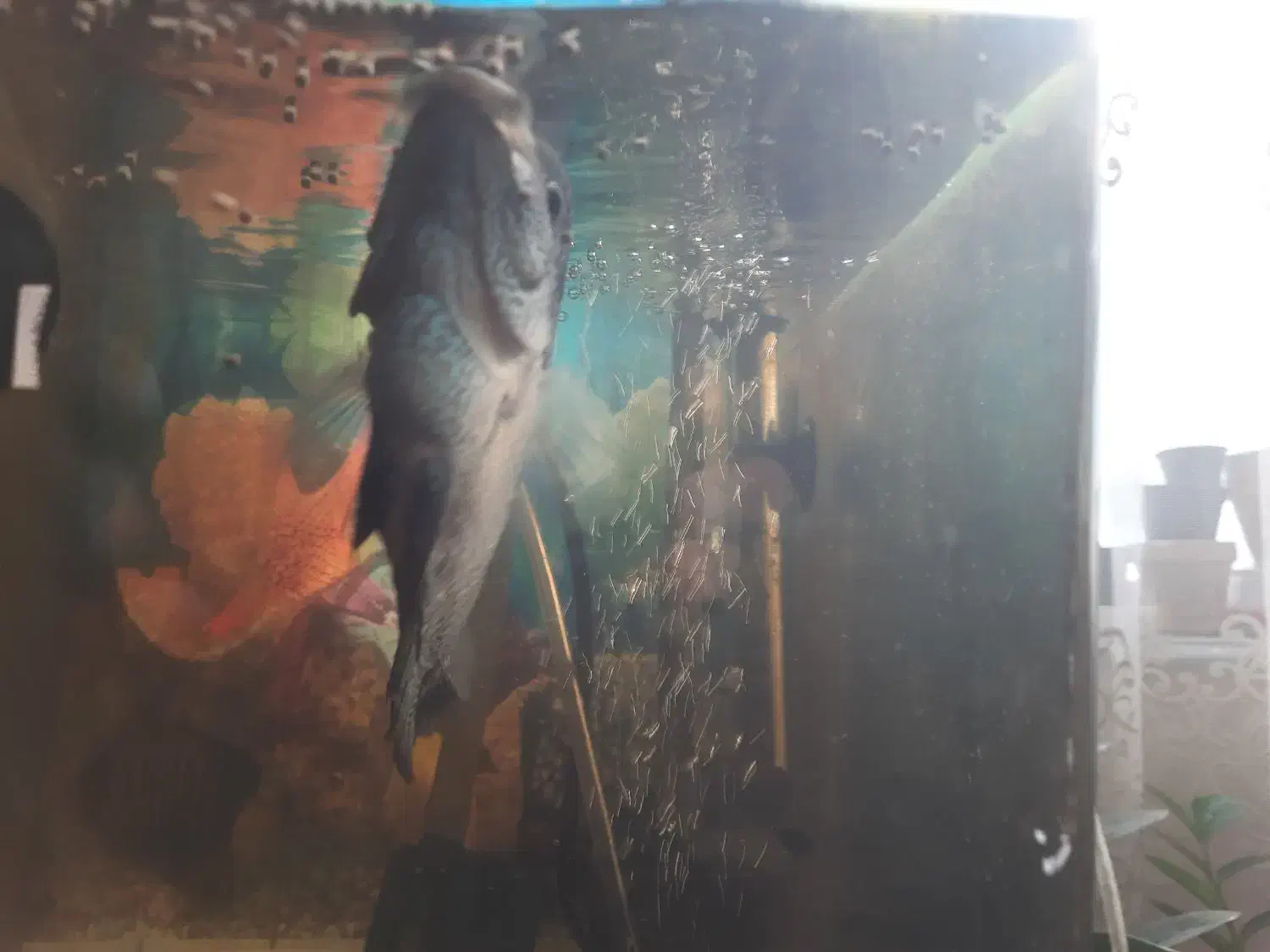 ماهی فلاور هورن و پرت|ماهی|تبریز, |دیوار