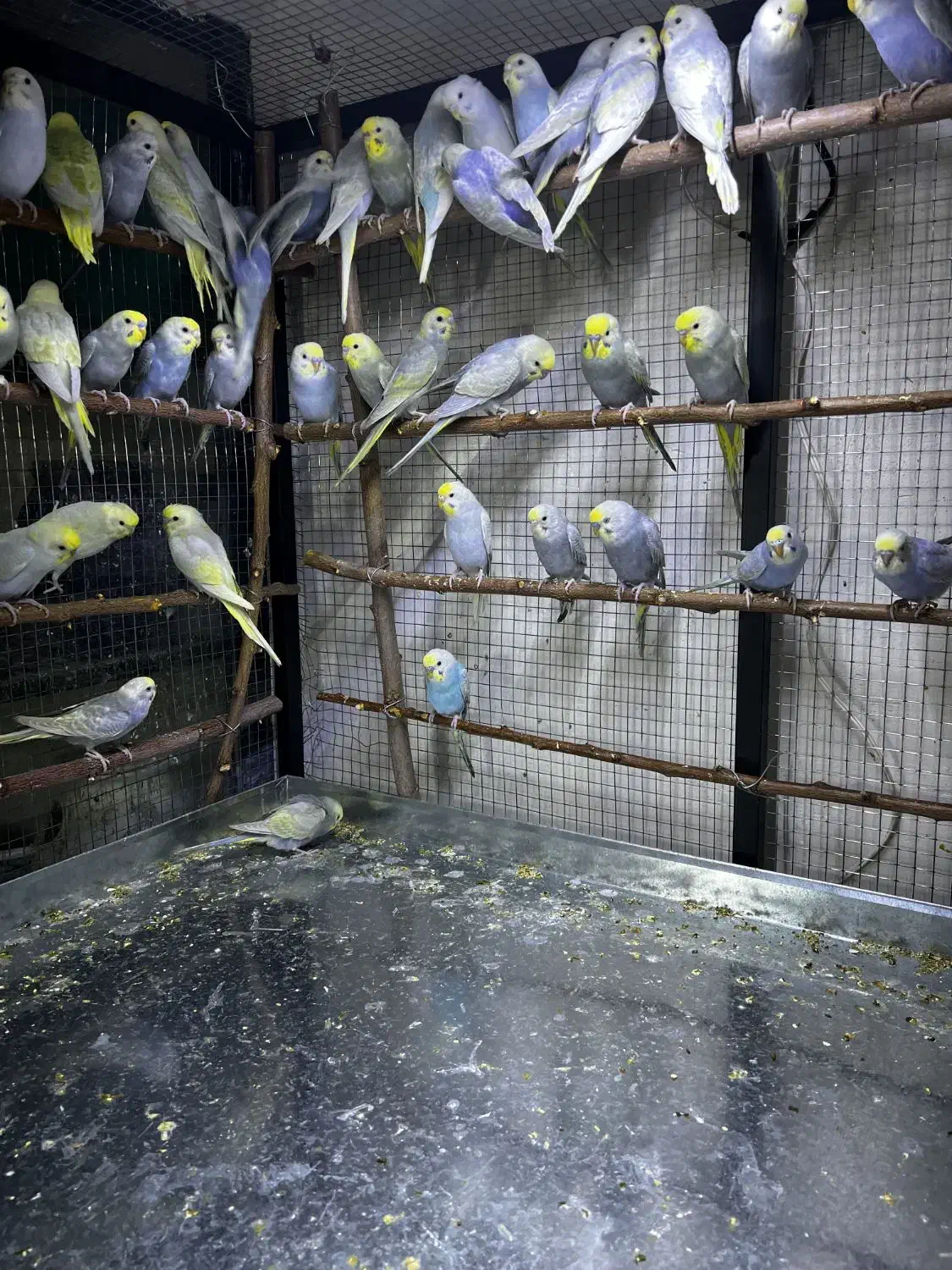 مرغ عشق رینبو رنگین کمانی اورجینال|پرنده|بوکان, |دیوار