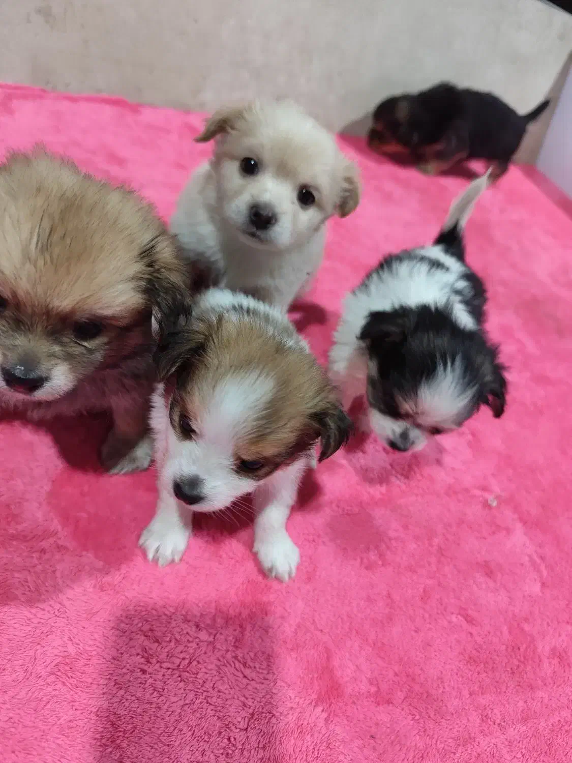 سگ پامر|سگ|فردیس, ثابتی|دیوار