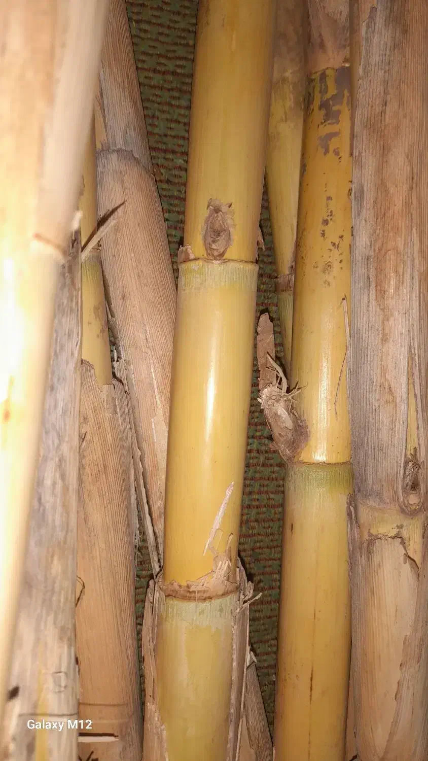 نی هفت بند|سازهای بادی|قره پشتلو, |دیوار