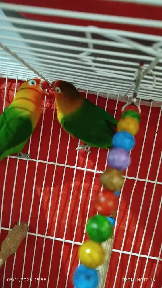 کوتوله برزیلی مولد|پرنده|مشهد, ایثار|دیوار