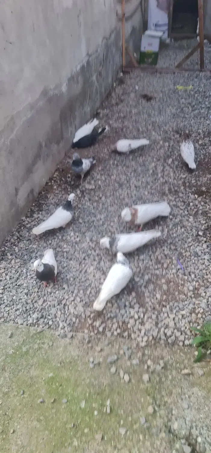 سلام کبوتر ۵ عددش کلافه طوقی ۵ تا معمولی|پرنده|بندر انزلی, پیل علی باغ|دیوار