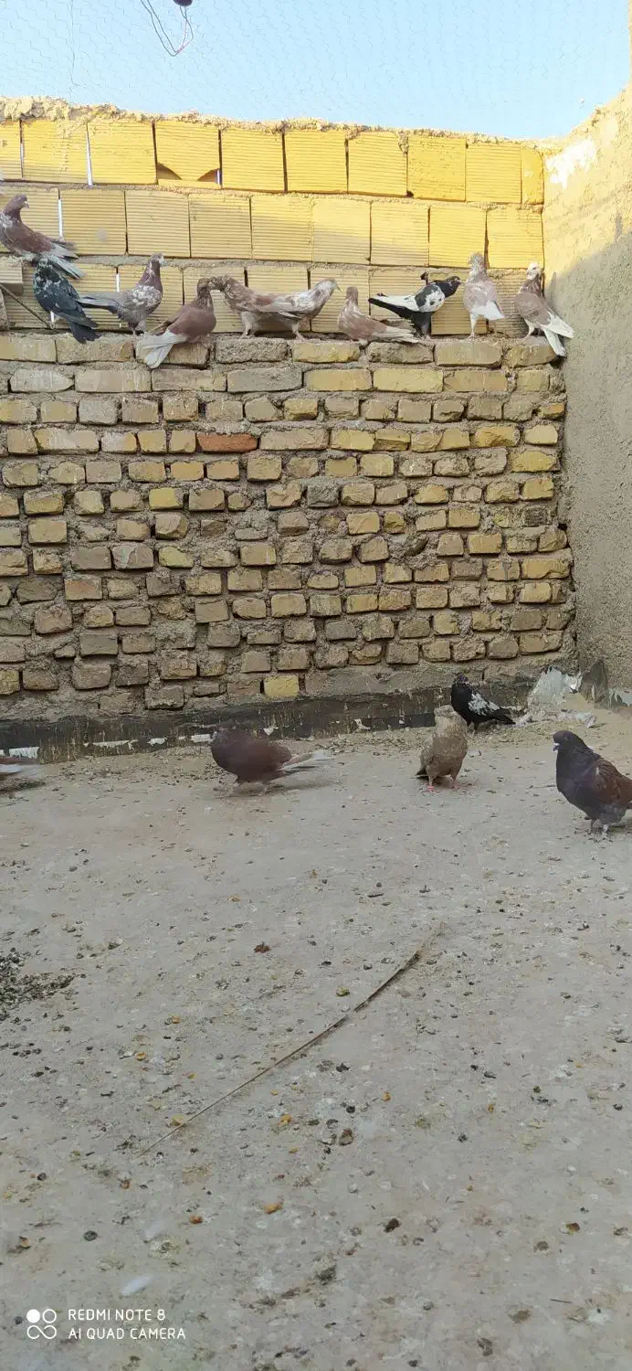 کفتر سرخ پرشی|پرنده|اردکان, |دیوار