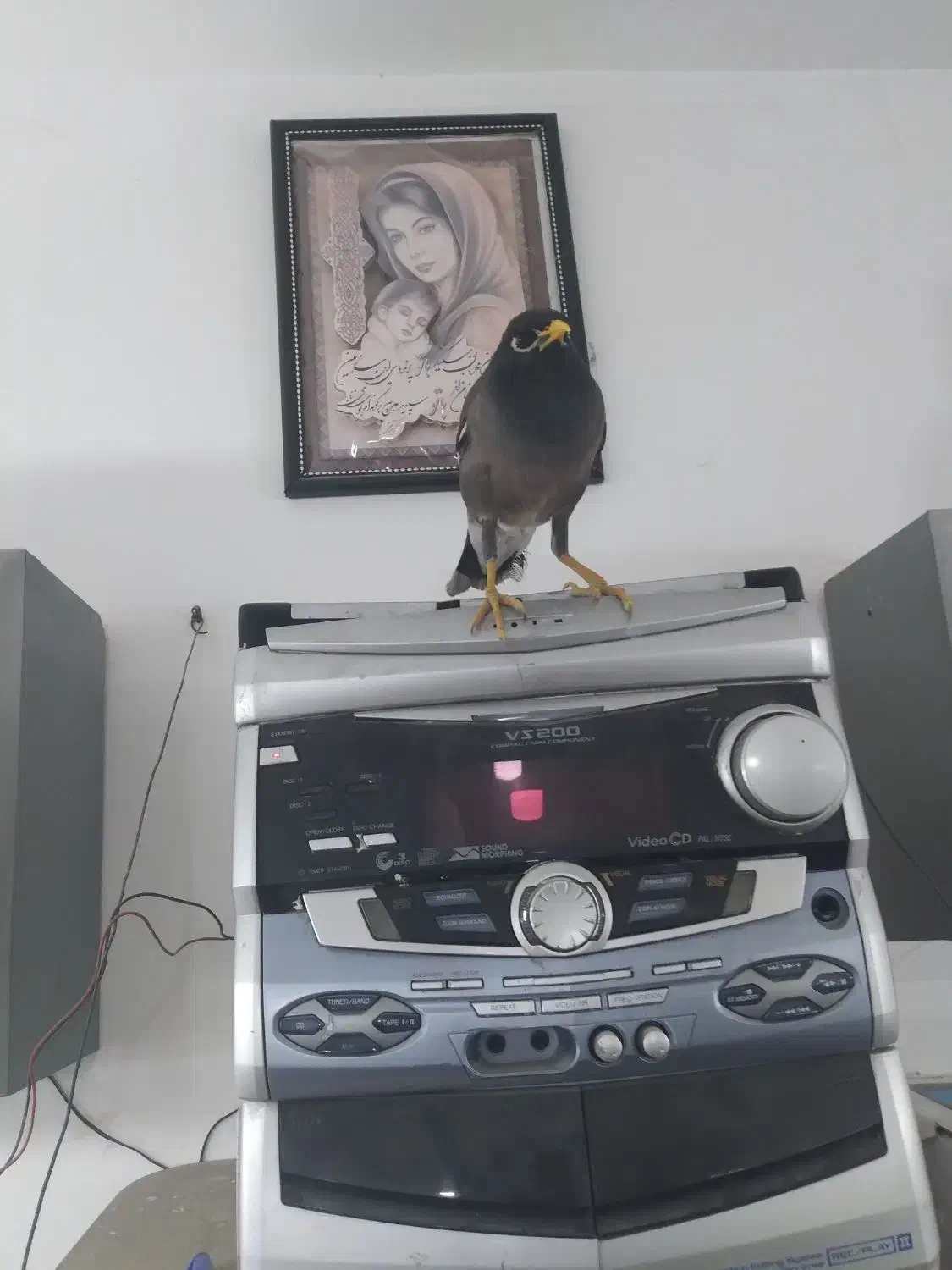 مرغ مینا|پرنده|همدان, |دیوار