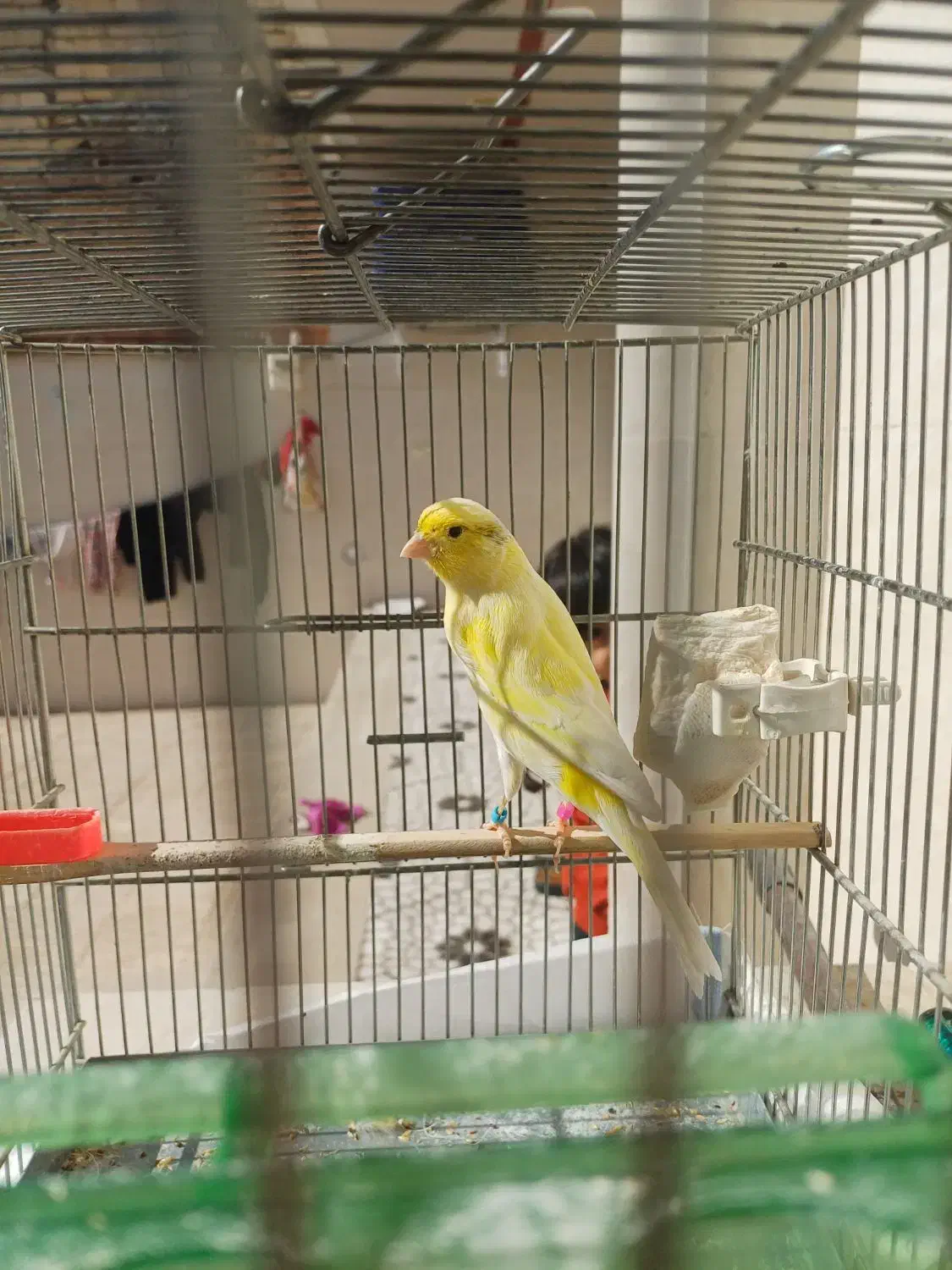 قناری معاوضه با عروس یا سهره|پرنده|کوهدشت, |دیوار