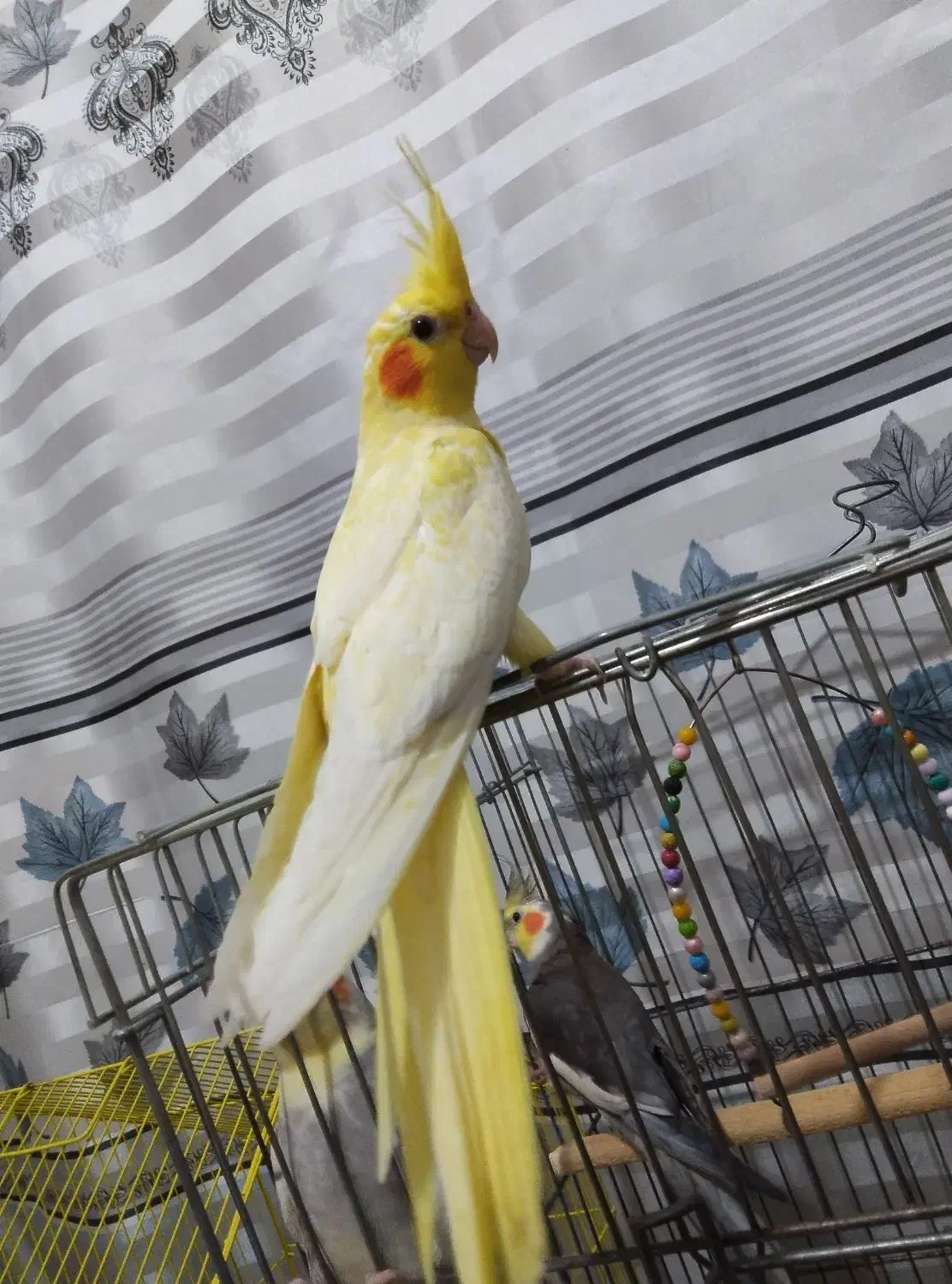 یک عدد عروس هلندی تازه دون خور  باهوش|پرنده|اشتهارد, |دیوار