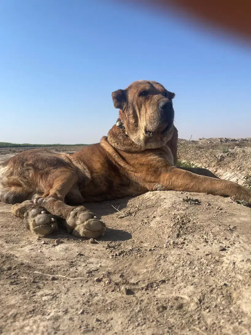 سگ خراسانی|سگ|نیشابور, ریوند|دیوار