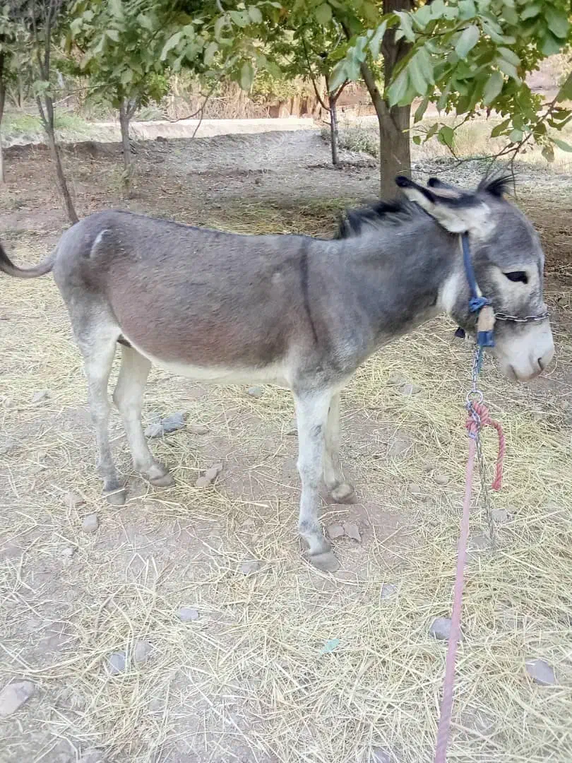 دوتا الاغ بفروش میرسد|حیوانات مزرعه|پاتاوه, |دیوار