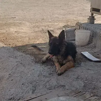 سگ ژرمن|سگ|شهریار, اسد‌آباد|دیوار