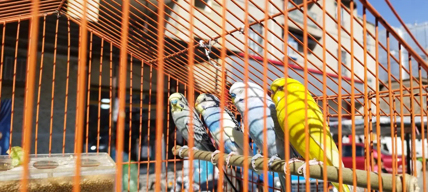 مرغ عشق|پرنده|جوانرود, |دیوار