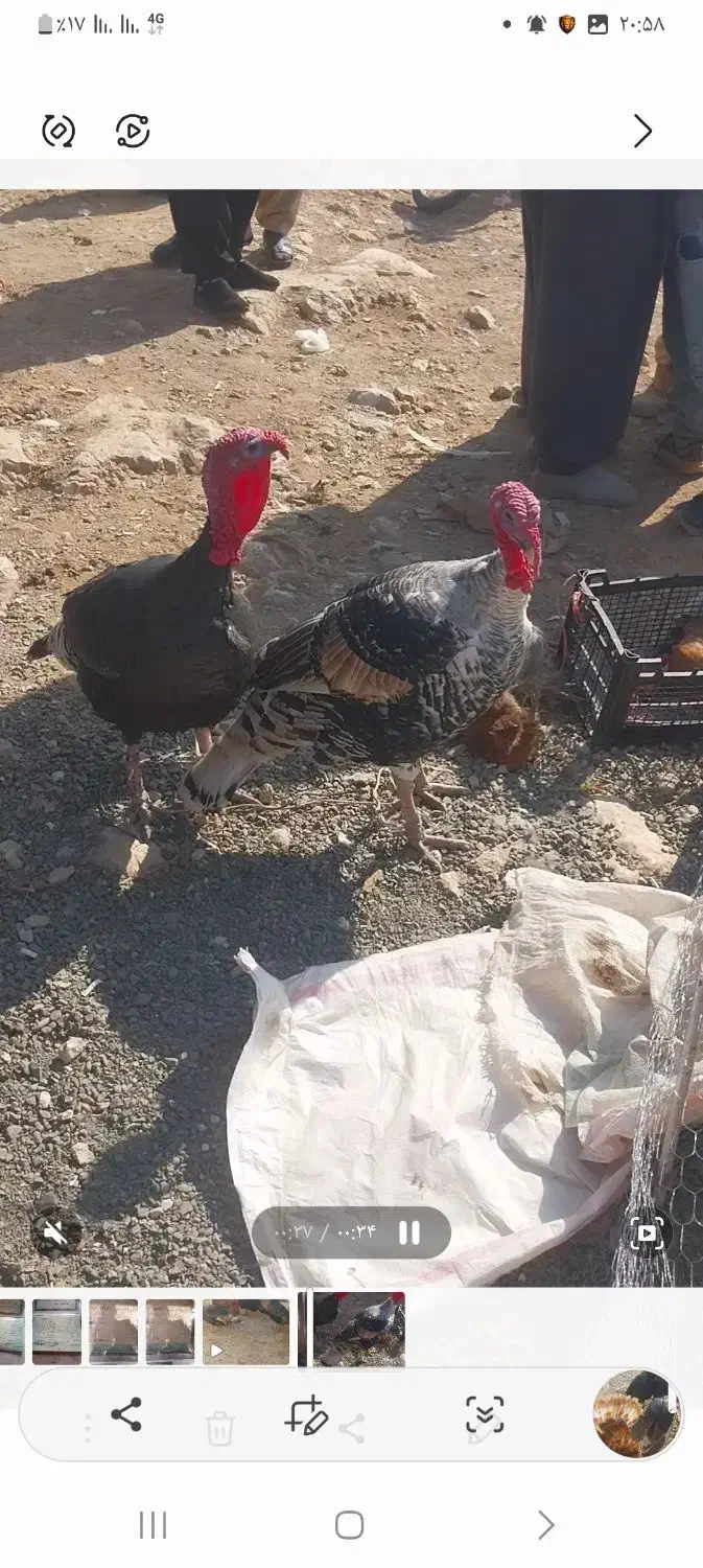 ۶عدد‌دوسال‌محلی|حیوانات مزرعه|بوکان, |دیوار