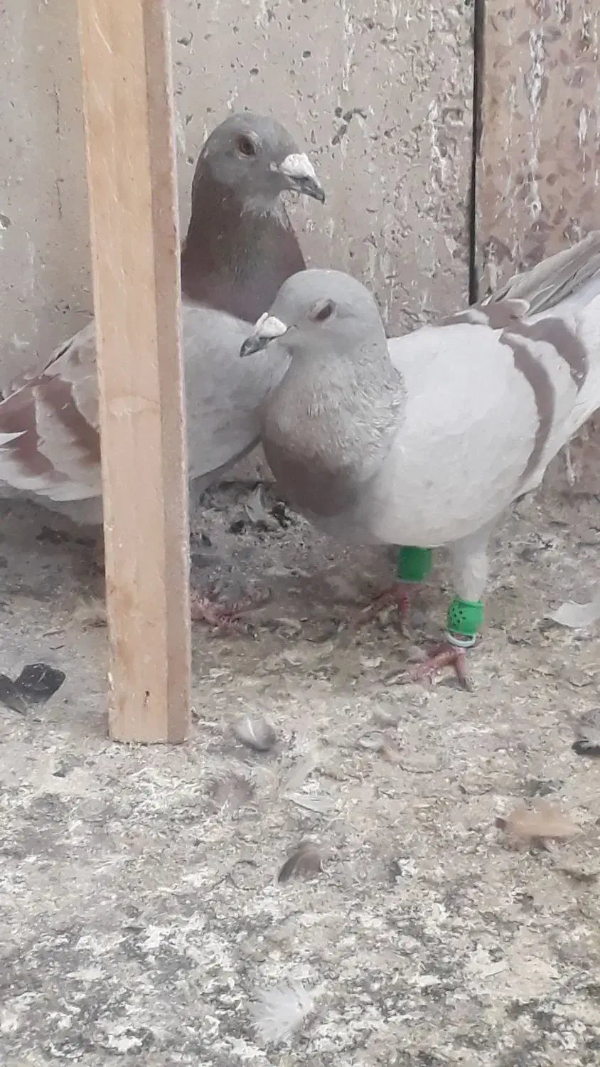 پرنده فروشی|پرنده|تربتحیدریه, حیدرآباد|دیوار