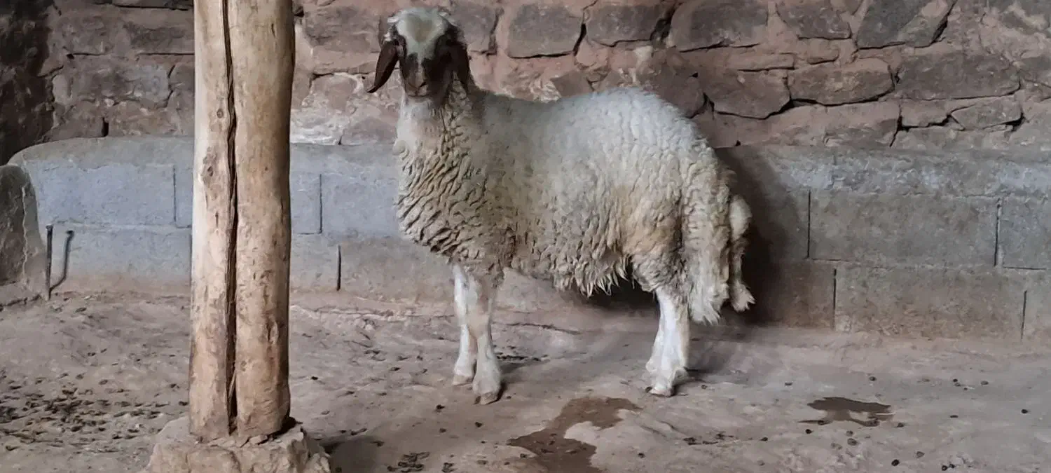 بره قوچ داشتی (کاور ورن)|حیوانات مزرعه|کرمانشاه, |دیوار