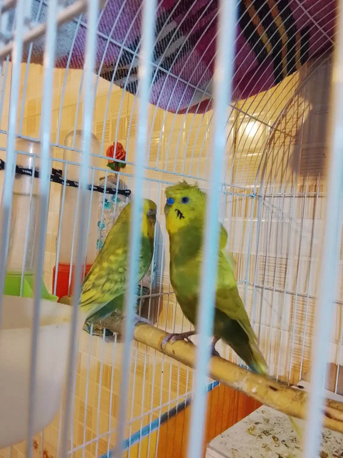 سه جفت ریمبو مولد باقفس|پرنده|بندر ماهشهر, |دیوار