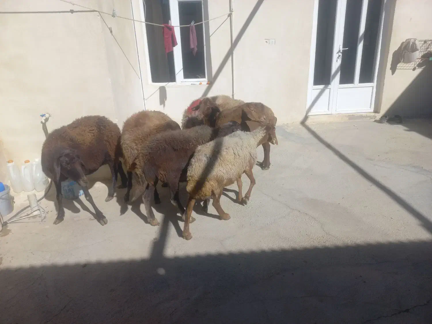 میش داشتی|حیوانات مزرعه|کلیائی, |دیوار