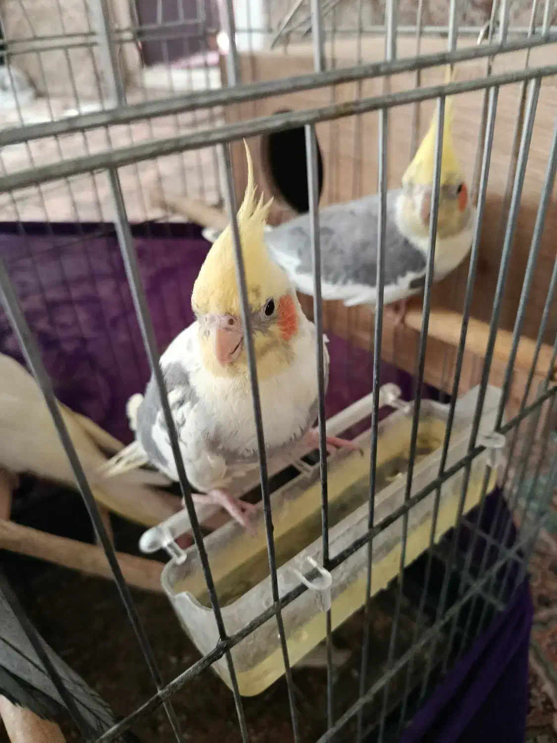 عروس هلندی|پرنده|گلستان (تهران), |دیوار