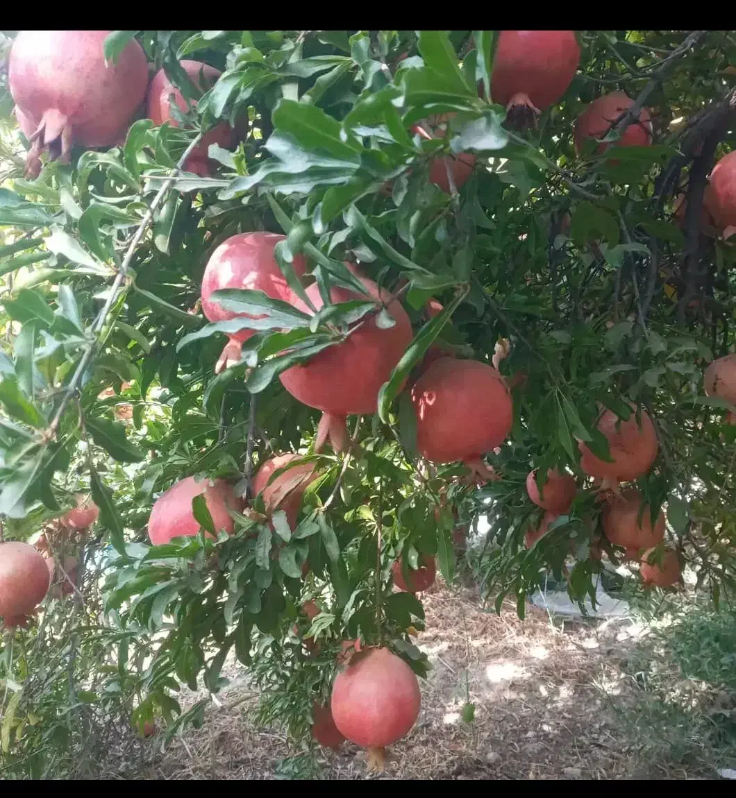 فروش انار به درخت|حیوانات مزرعه|اردستان, |دیوار