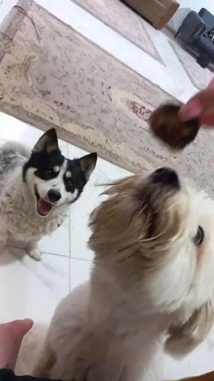 سگ پا کوتاه|سگ|شهریار, شهرک امیریه|دیوار