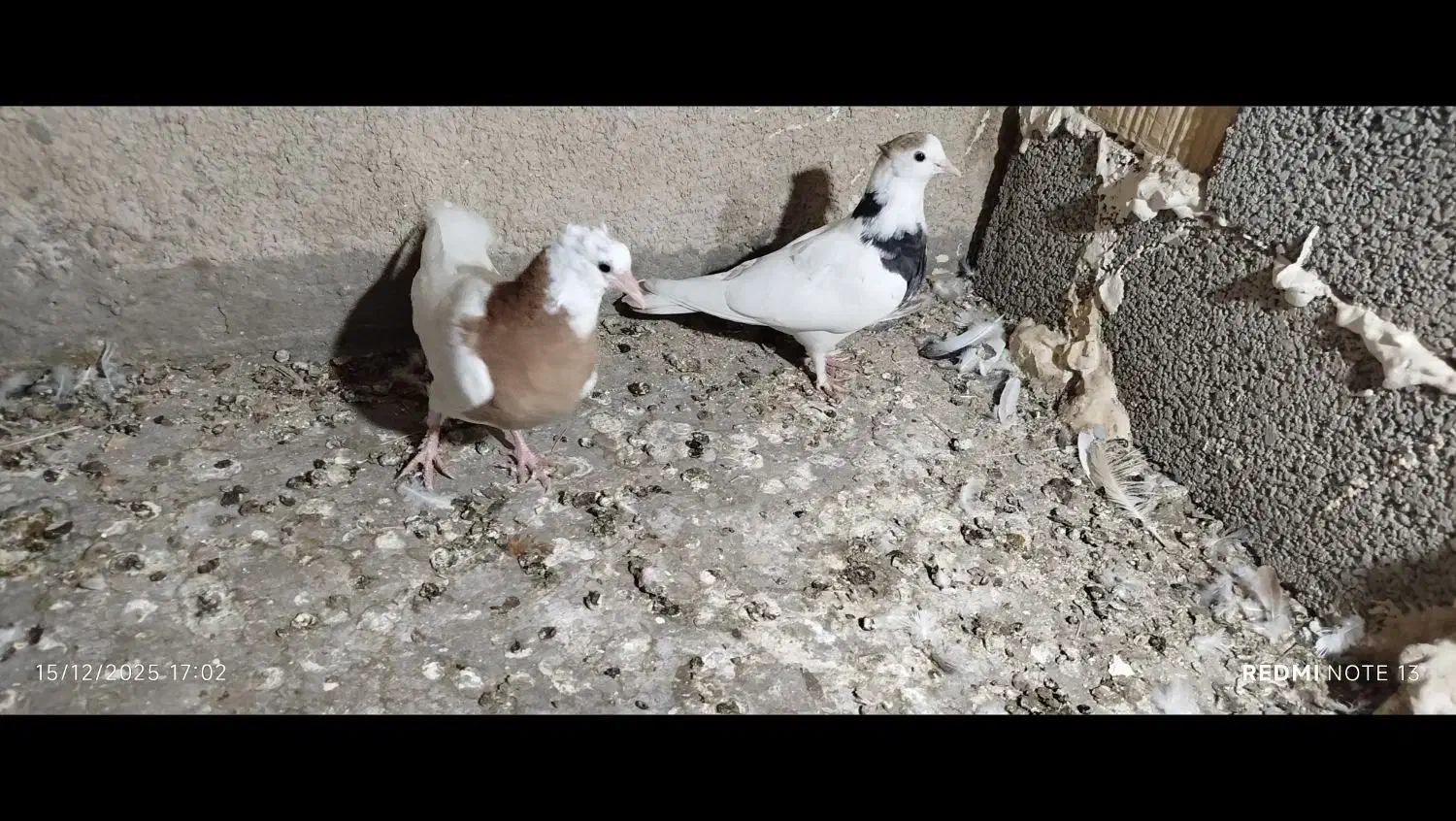 جفت طوقی کاکل معاوظه|پرنده|سراوان, |دیوار