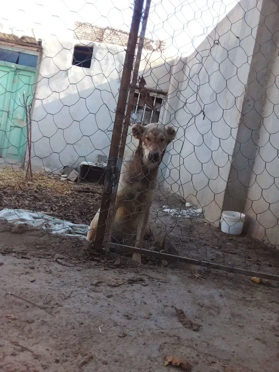 سگ ماده|سگ|آشخانه, |دیوار