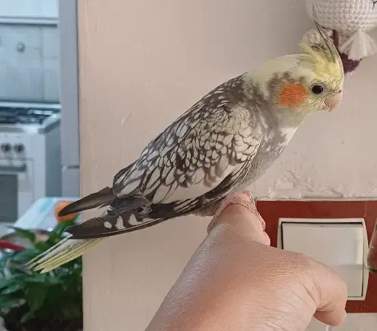 عروس هلندی|پرنده|مرودشت, ابوذر شمالی‎|دیوار