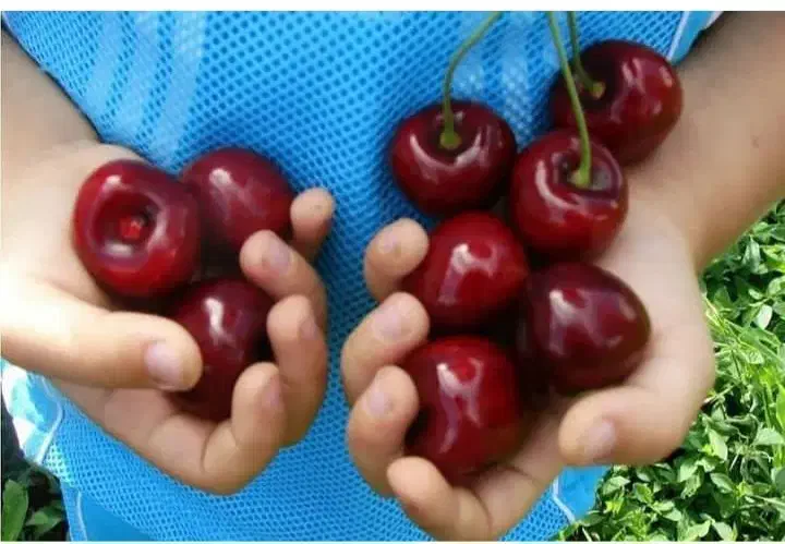 گیلاس تک دانه مشهد ، درخت نهال ،نهالستان در مشهد|خدمات باغبانی و درختکاری|مشهد, خواجه ربیع|دیوار