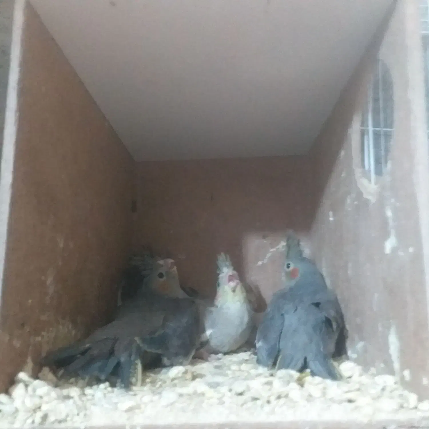 عروس هلندی|پرنده|زهک, |دیوار