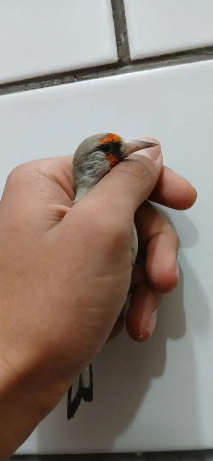 سهره کرمانی|پرنده|کرمان, |دیوار