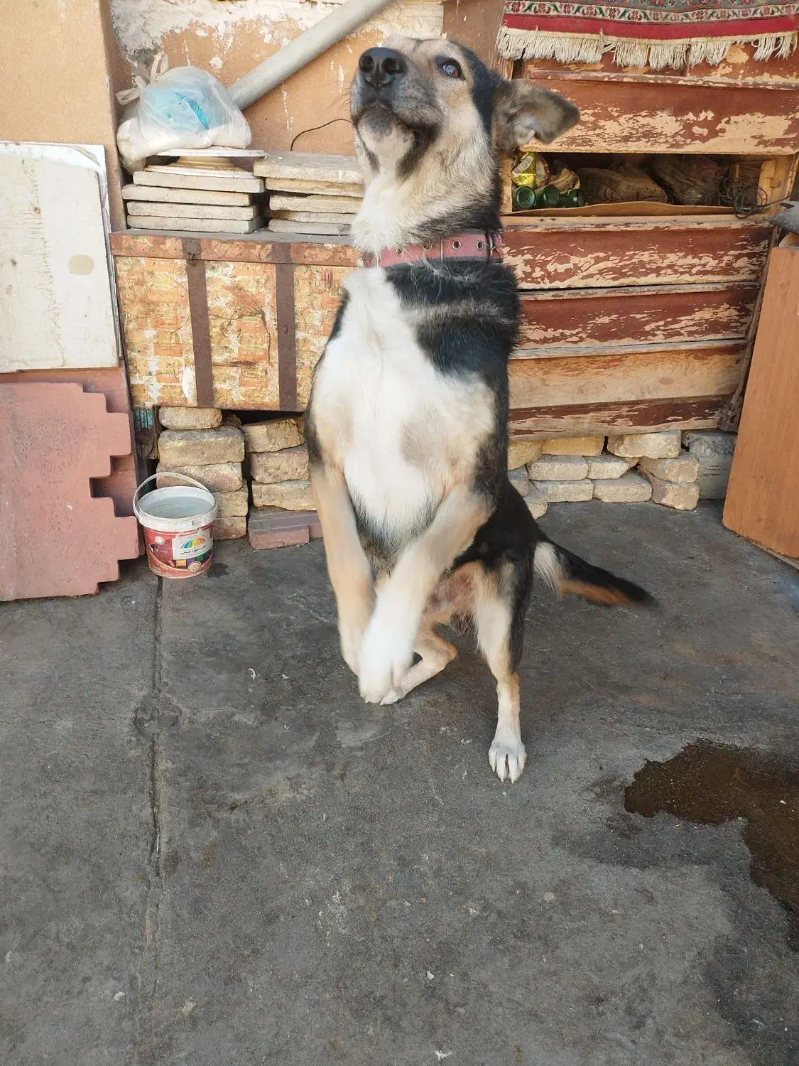 سگ نگهبان|سگ|بیستون, |دیوار