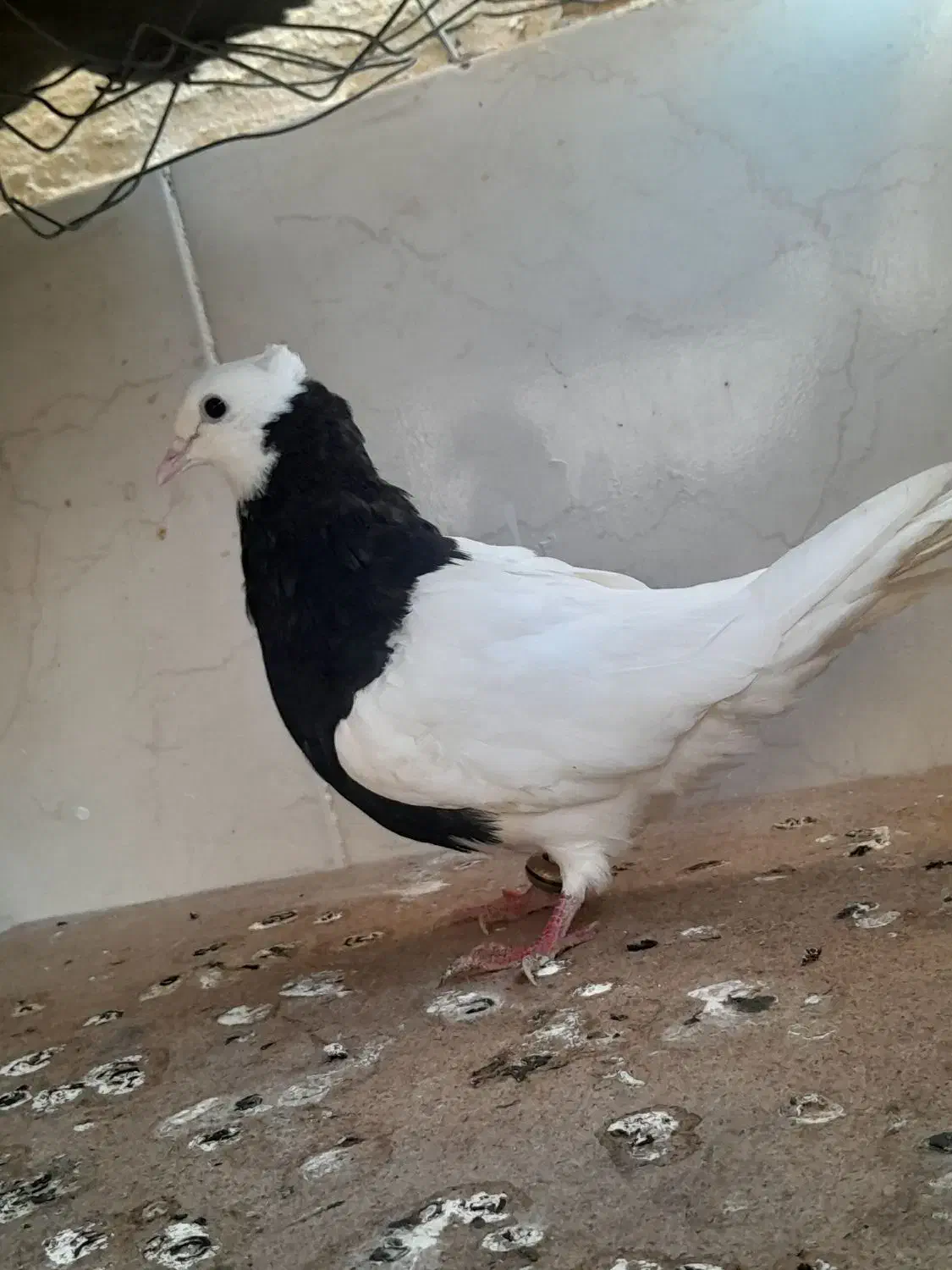 حراج انواع کبوتر|پرنده|خورموج, |دیوار