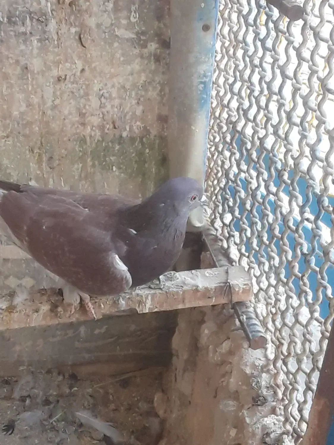 با سلام نرسرخ پرپا پرشی|پرنده|قنوات, |دیوار