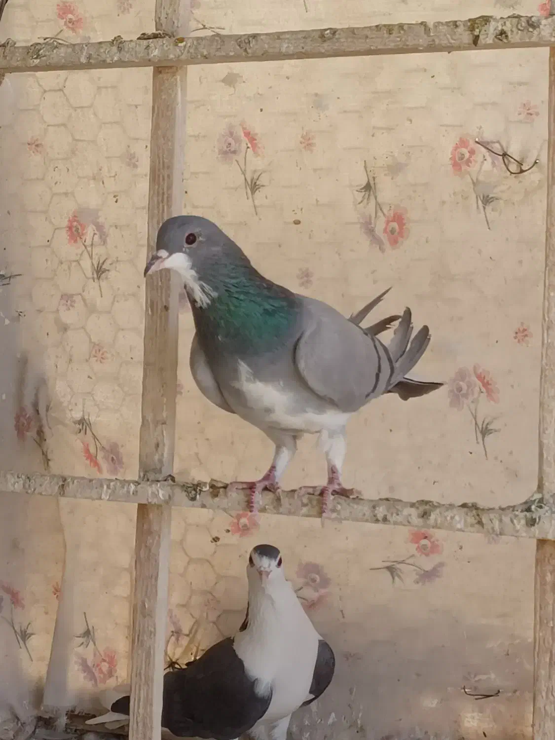 یک جفت خرقه کبوتر دمگیر کله دم سبز|پرنده|اصفهان, زهران|دیوار