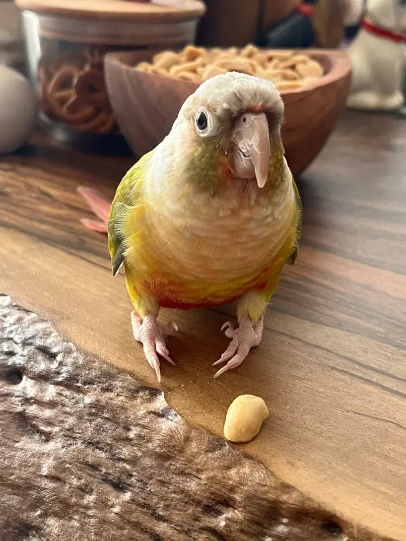 یک جفت طوطی گرین چیک|پرنده|کرج, آق تپه|دیوار