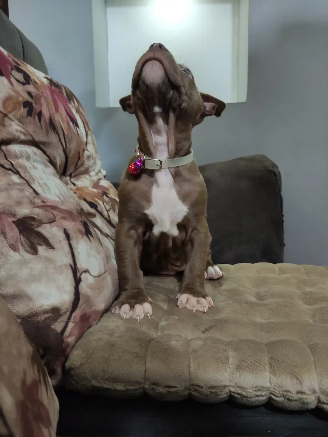 پیتبول|سگ|مشکیندشت, |دیوار