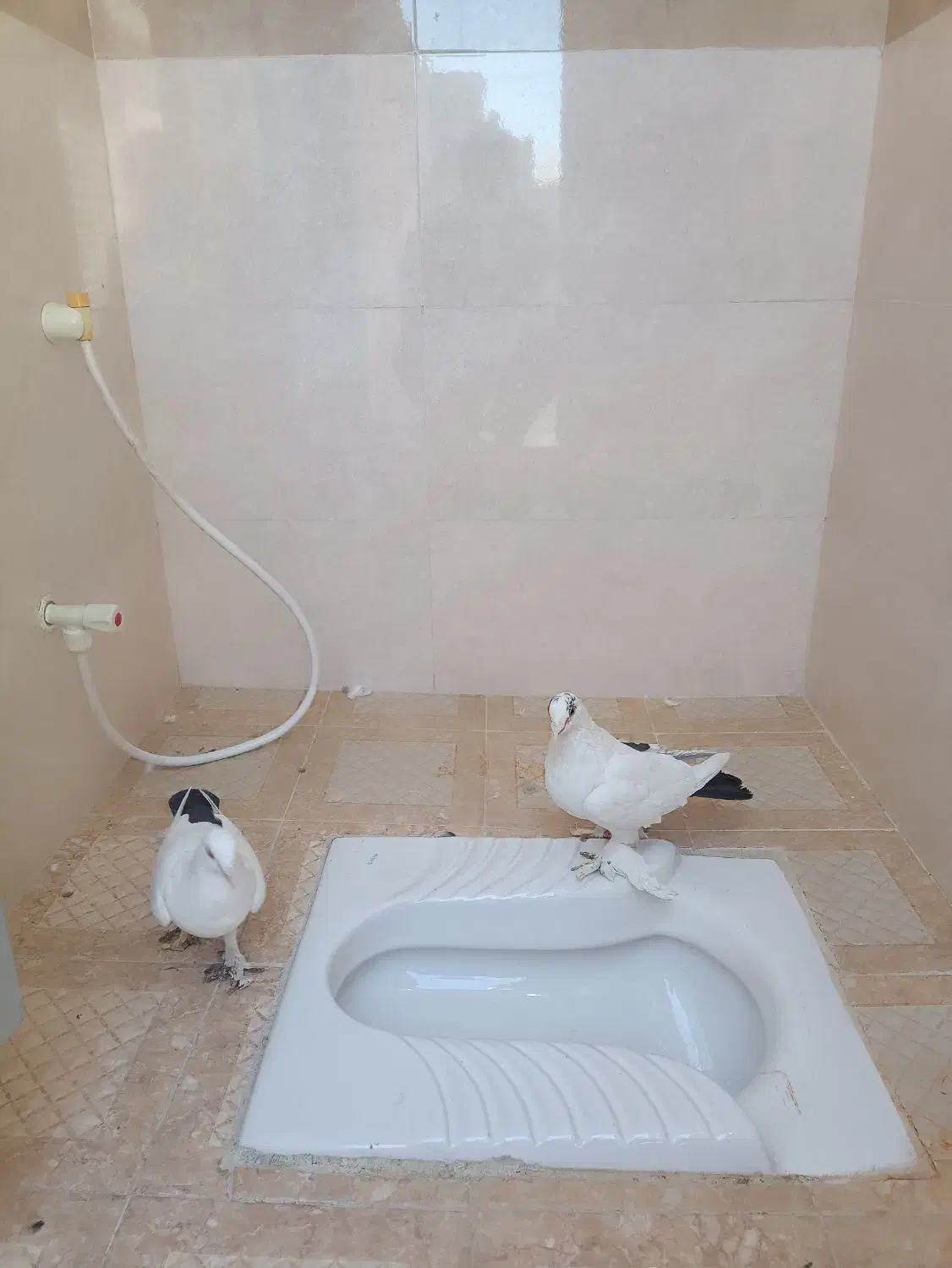 پلنگ و دمسیاه ماهان|پرنده|ماهان, |دیوار