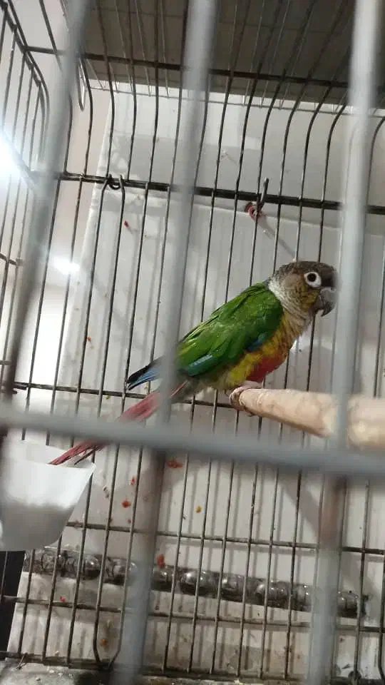 طوطی|پرنده|شادگان, |دیوار