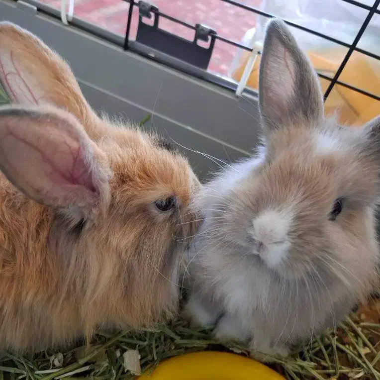 خرگوش مینی لوپ هلندی(دو عدد)|موش و خرگوش|تهران, دریاننو|دیوار